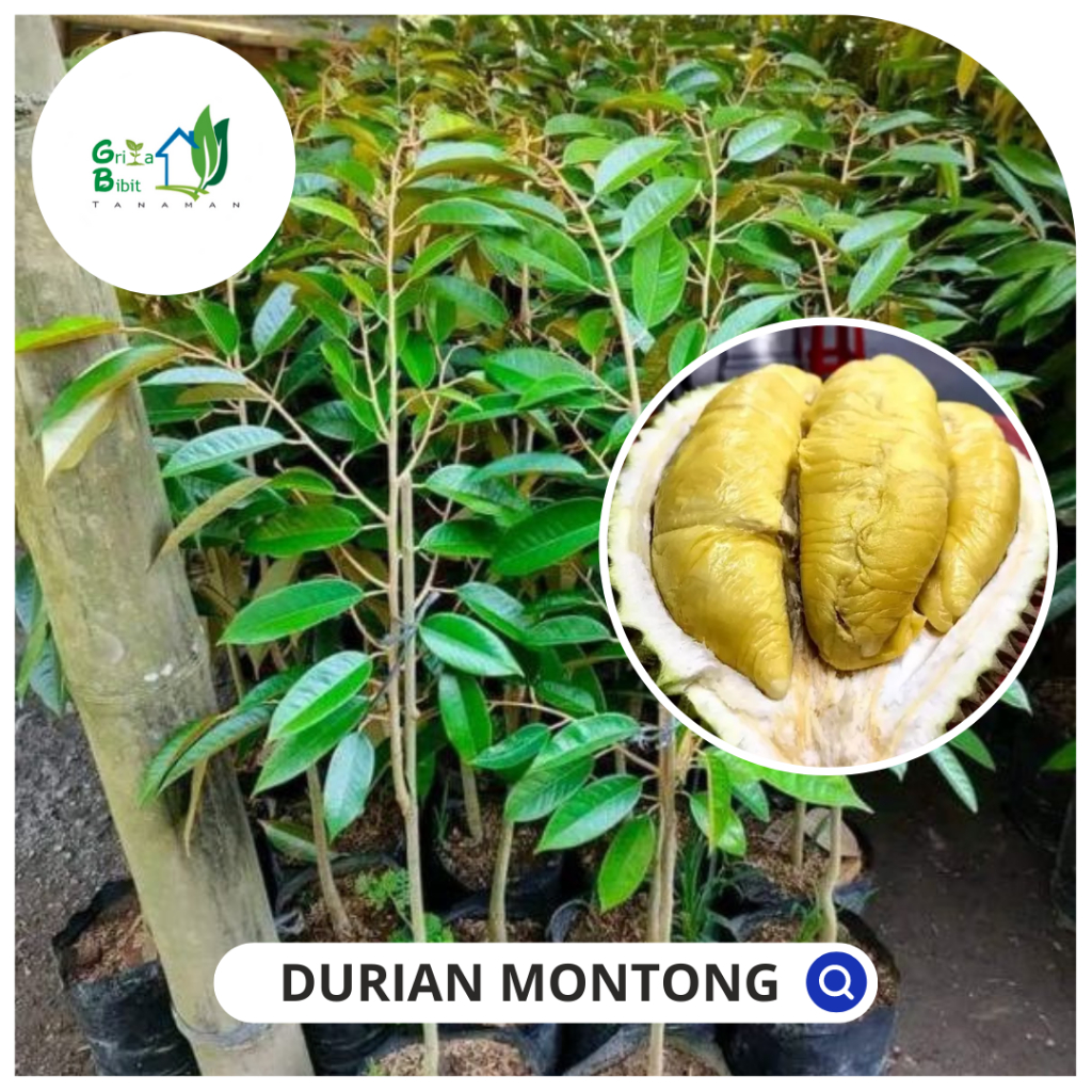 BIBIT BUAH DURIAN MONTONG SUPER - BIBIT DURIAN MONTONG OKULASI - BIBIT DUREN MONTONG UNGGUL