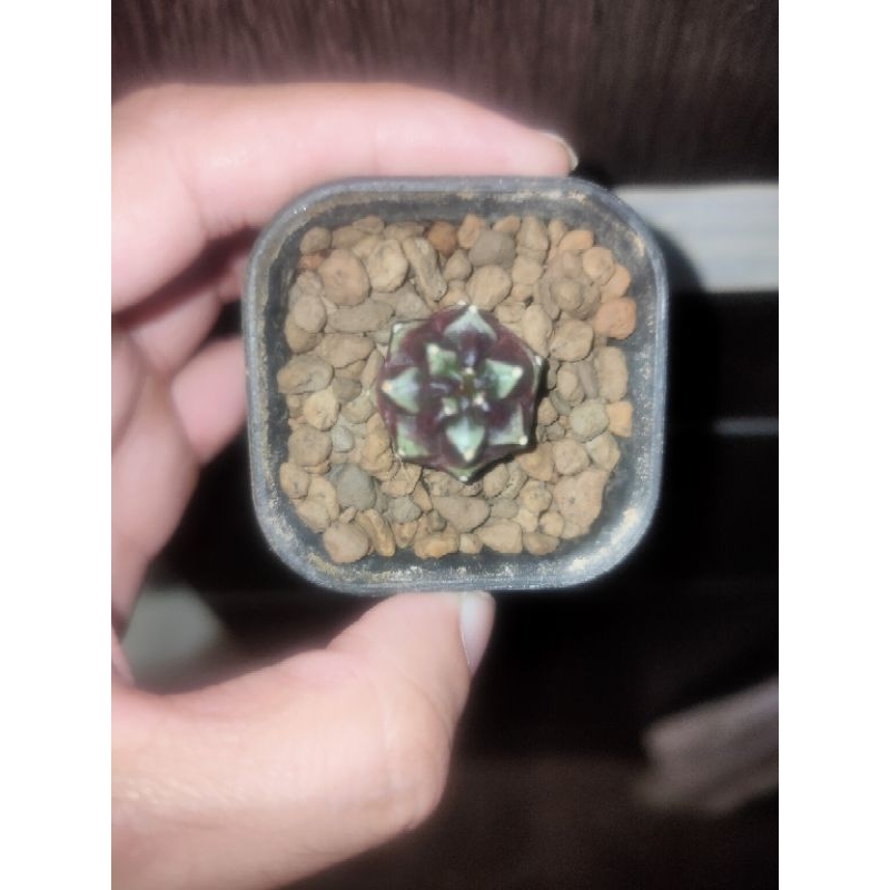 Kaktus Gymnocalycium-Gymno Daydream/Day Dream