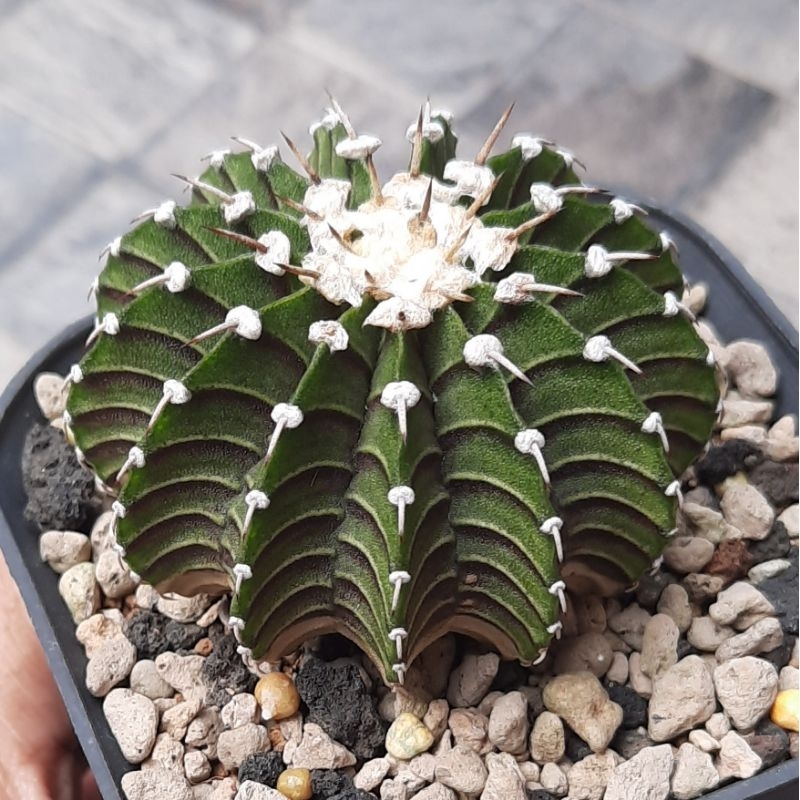 Kaktus Gymnocalycium LB 2178 Ori single spine 13 ribs, bulu tebal, big size, rare item