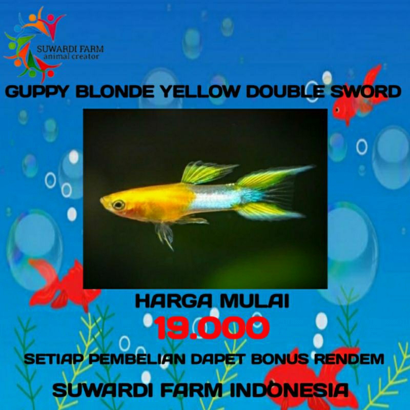 Aksesoris Akwarium (Guppy blonde yellow duoble sword)