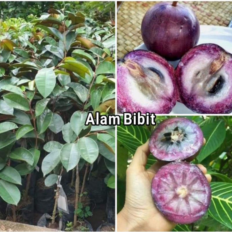 BIBIT KENITU UNGU SUPER (SAWO DUREN)