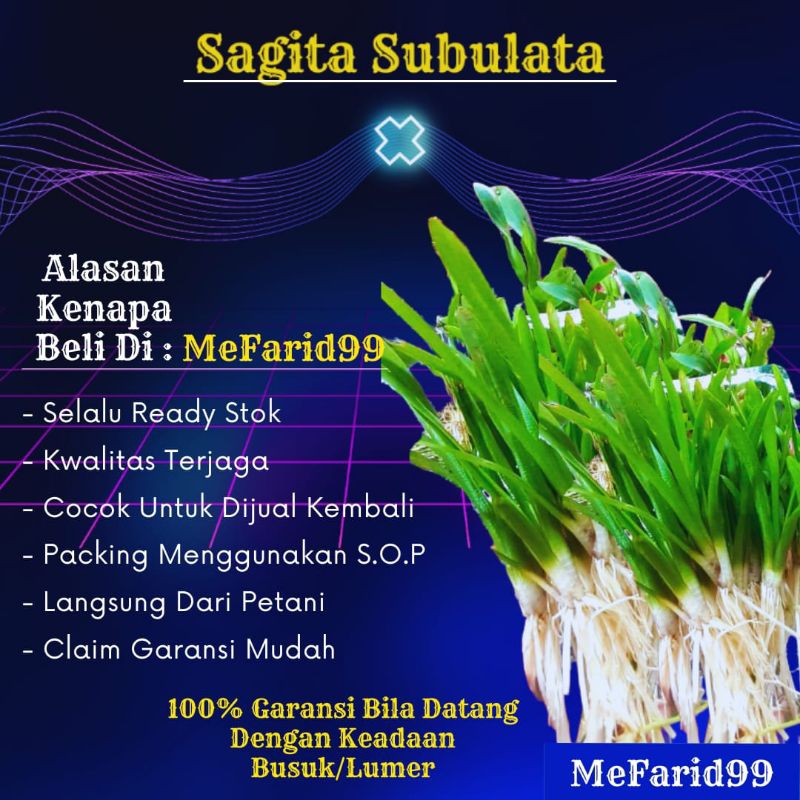 Sagitaria Subulata Tanaman Aquascape Tanpa Co2 (Tanaman Aquascape)