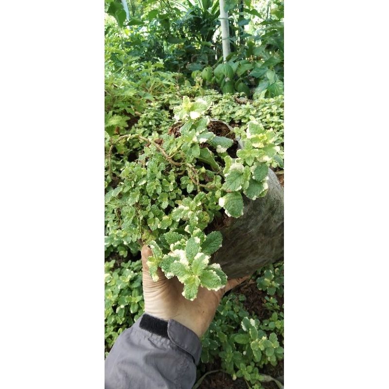 PINEAPPLE MINT / mint nanas / mentha suaveolens