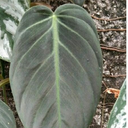 Tanaman Hias Philodendron Gigas