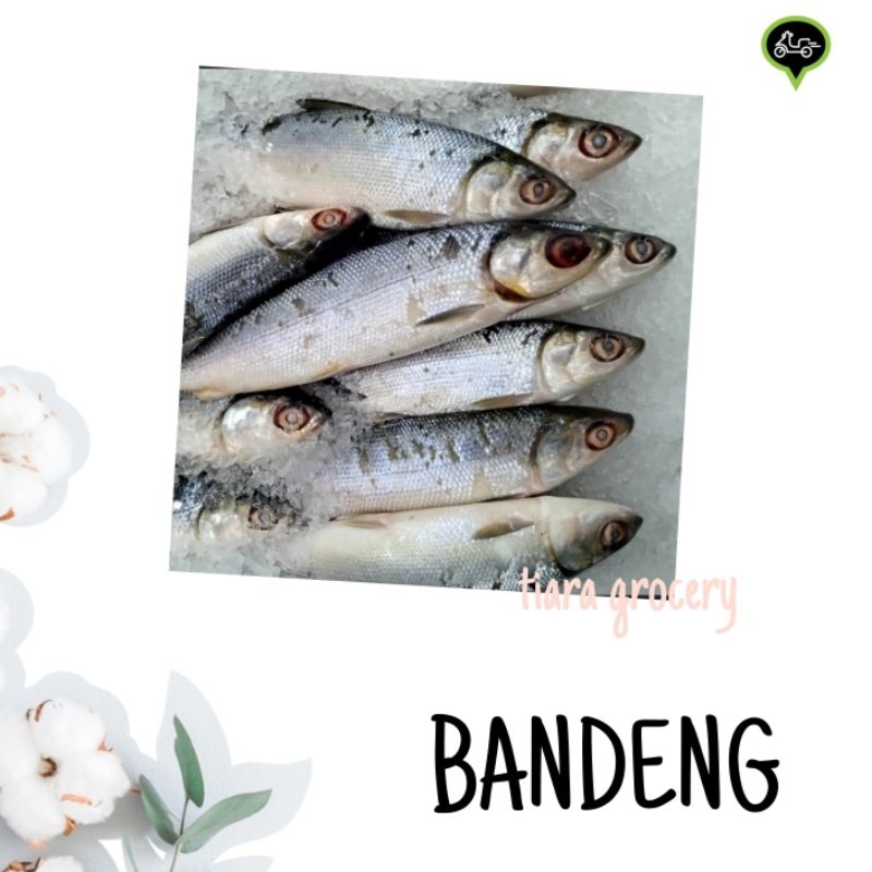 

Ikan bandeng