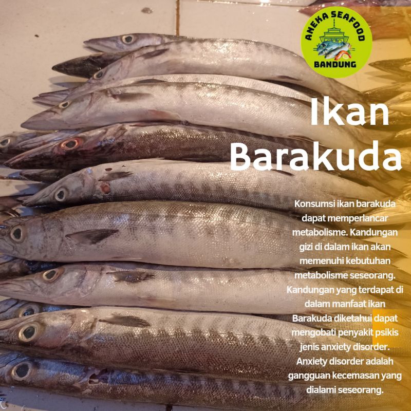 

Ikan Barakuda Fresh 1.0kg Isi 1-6ekor