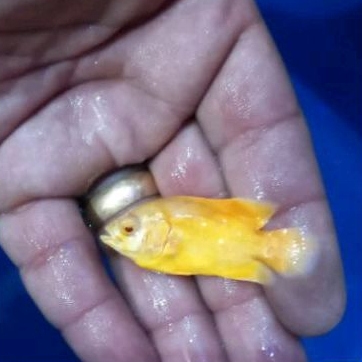 

OSCAR LEMON ±4-5 CM