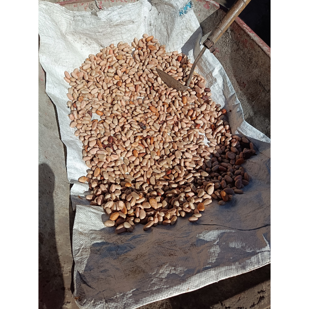 

biji coklat kakao organik premium 1kg cocok untuk bubuk coklat asli