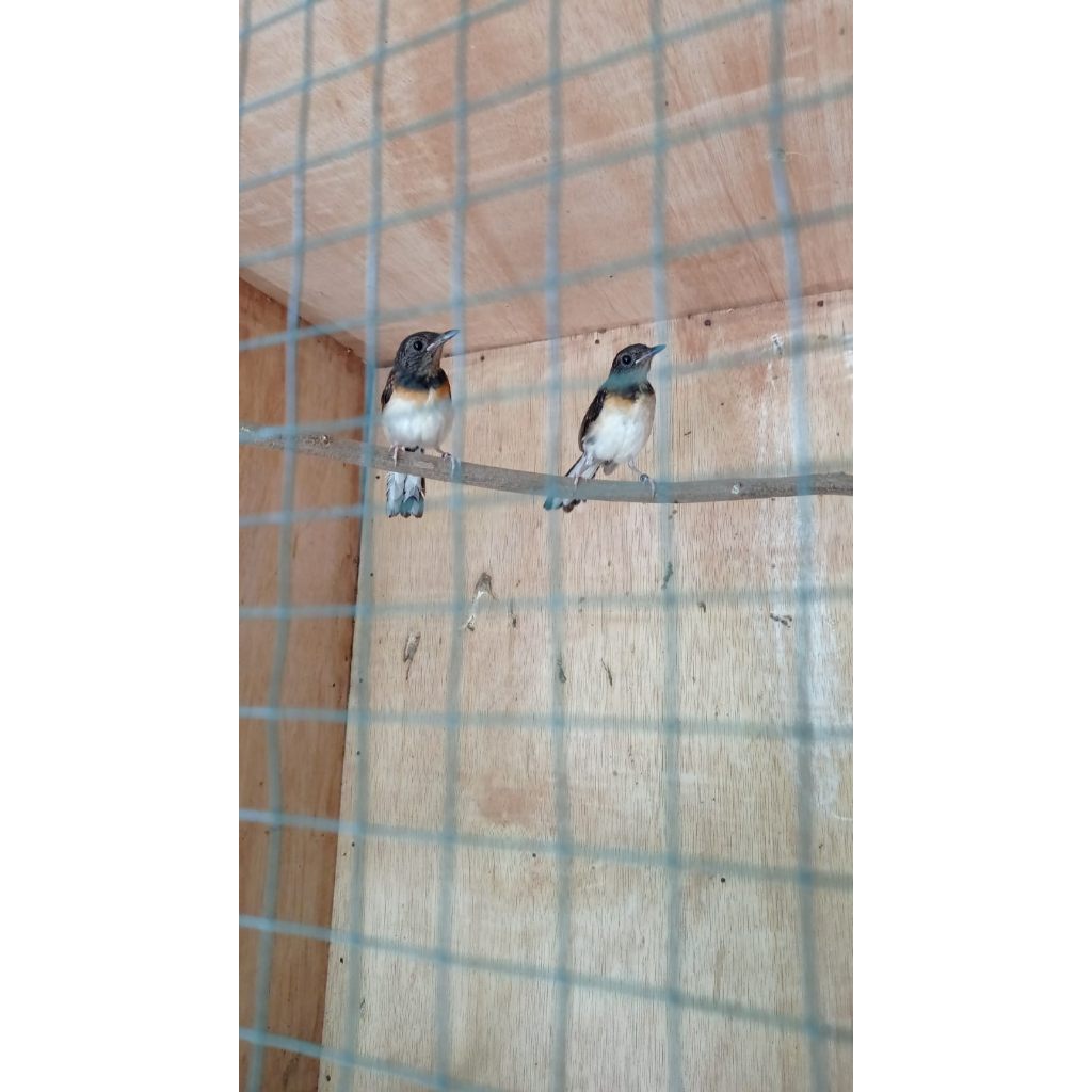 Anakan Burung Murai Batu Jaminan Jantan