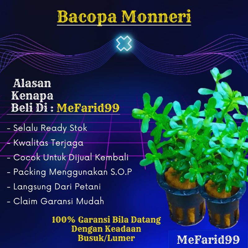 Bacopa Monneri Tanaman Aquascape Tanpa Co2 (Tanaman Aquascape)