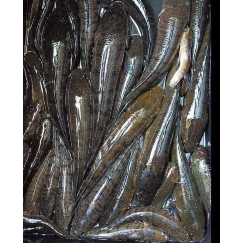 

IKAN GABUS / HARUAN 1 Kg (READY PAGI AJA)
