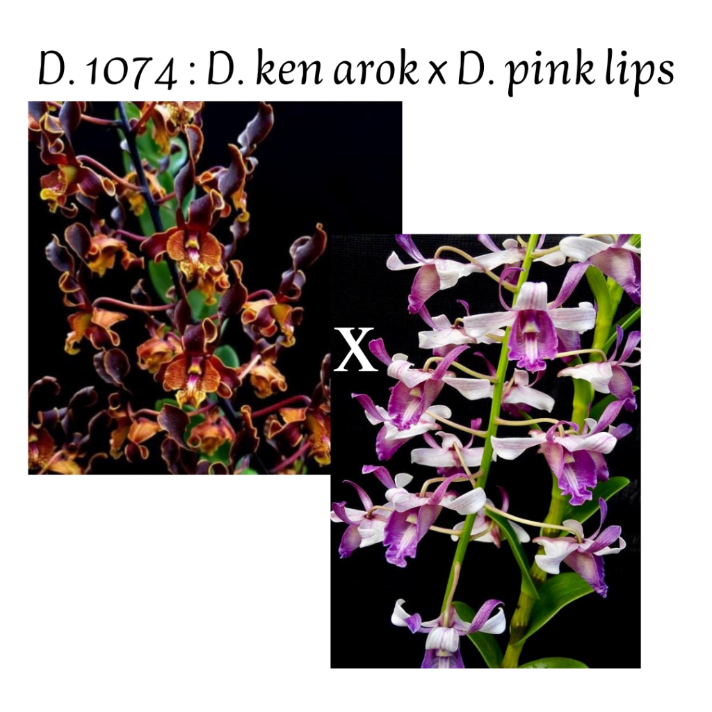 Anggrek dendrobium ken arok x pink lips keriting remaja masuk pra dewasa (D1074)