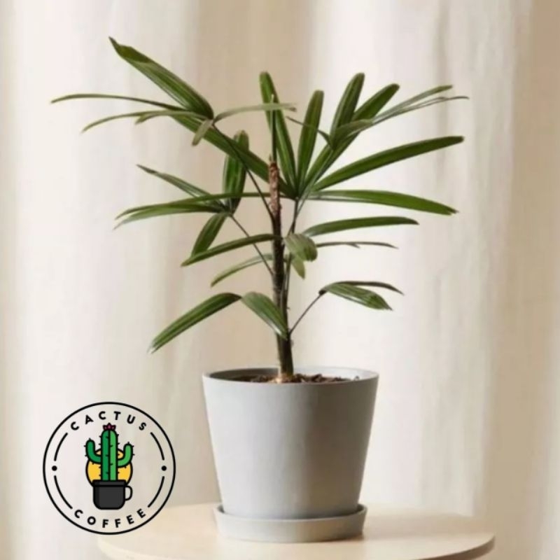 Tanaman Hias Palem Waregu - Pohon Palem Regu - Tanaman Hias Hidup Palem Waregu