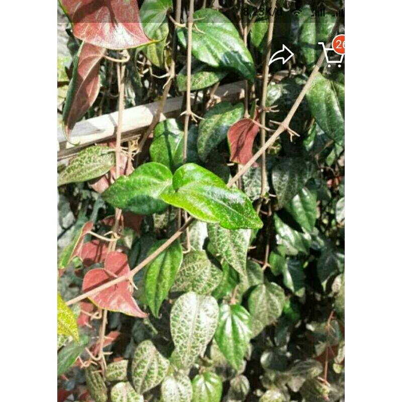 

daun sirih merah segar