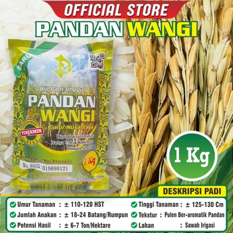 

Biji Padi Pandan Wangi Original