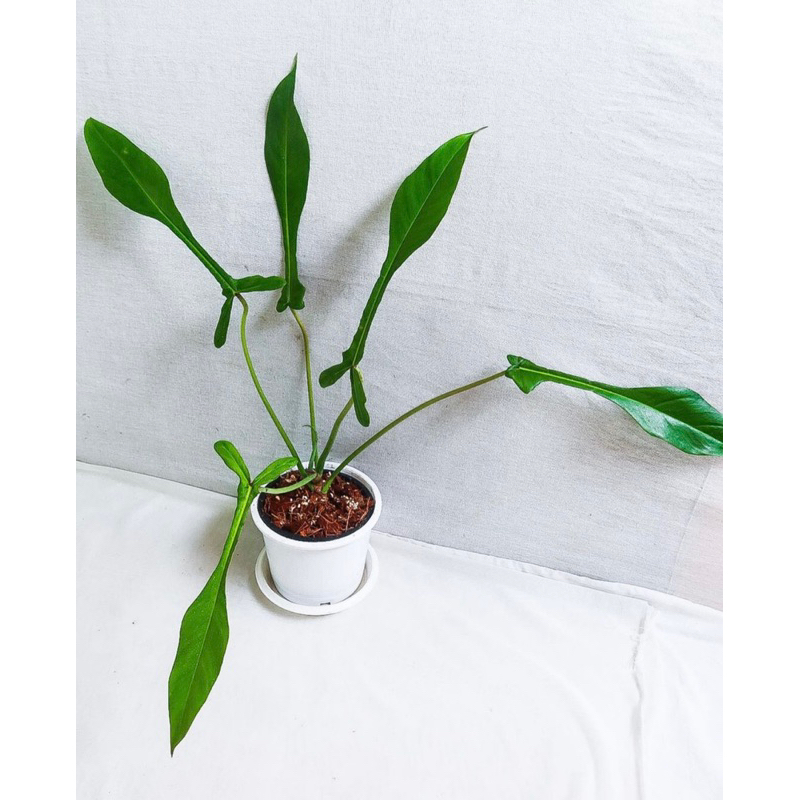 philodendron joepii