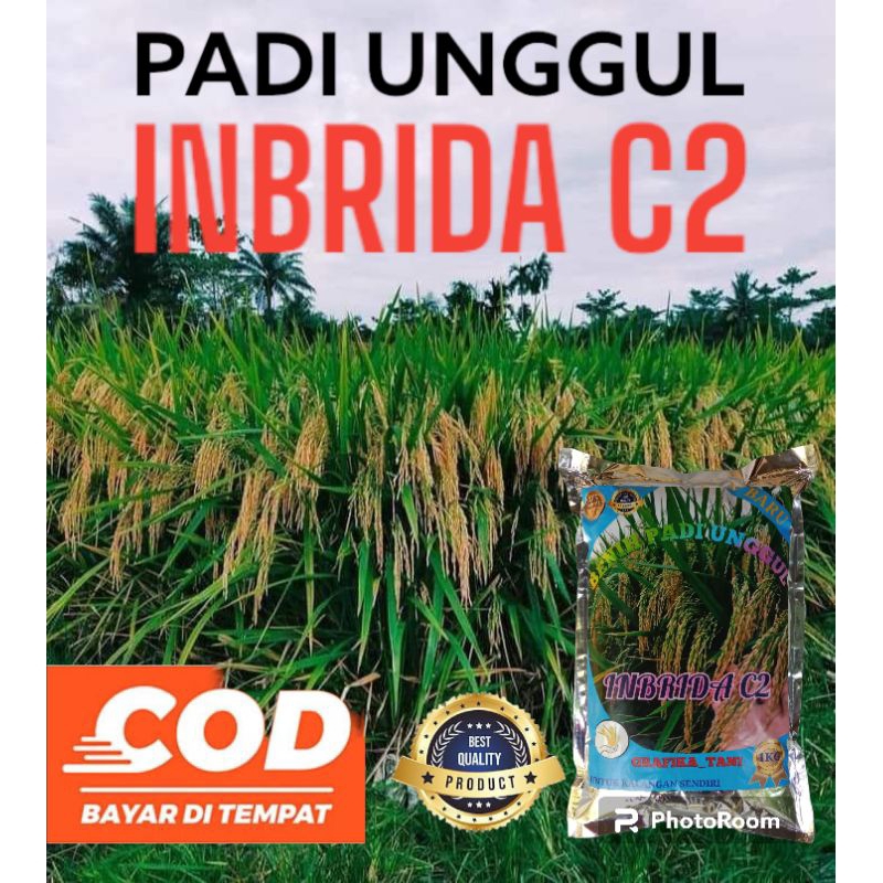 Benih padi inbrida C2 premium 1kg original