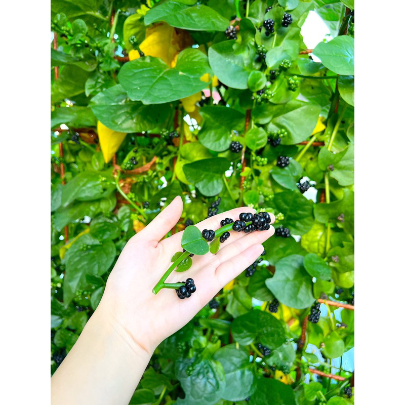 

Buah Angkung Segar Organik Fresh 150gram (90 biji)