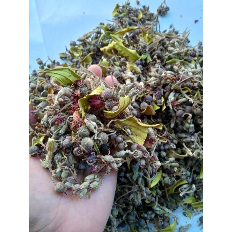 

BUAH HARENDONG KERING 100 GRAM / BUAH SENGGANI HARENDONG KERING / BUAH SENGGANI