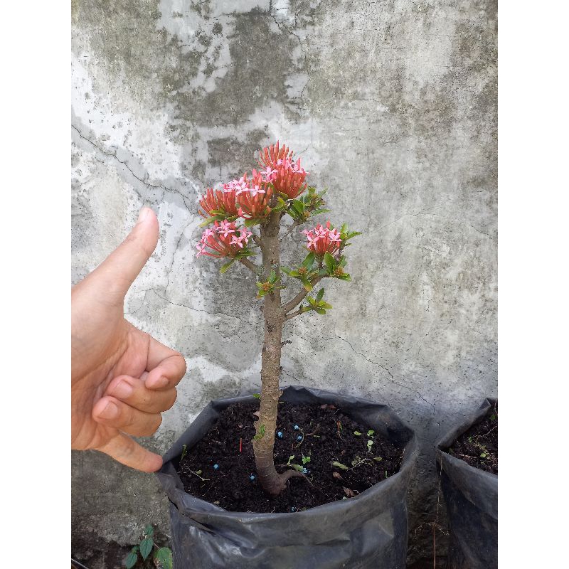 Bonsai Asoka Pink Mikro