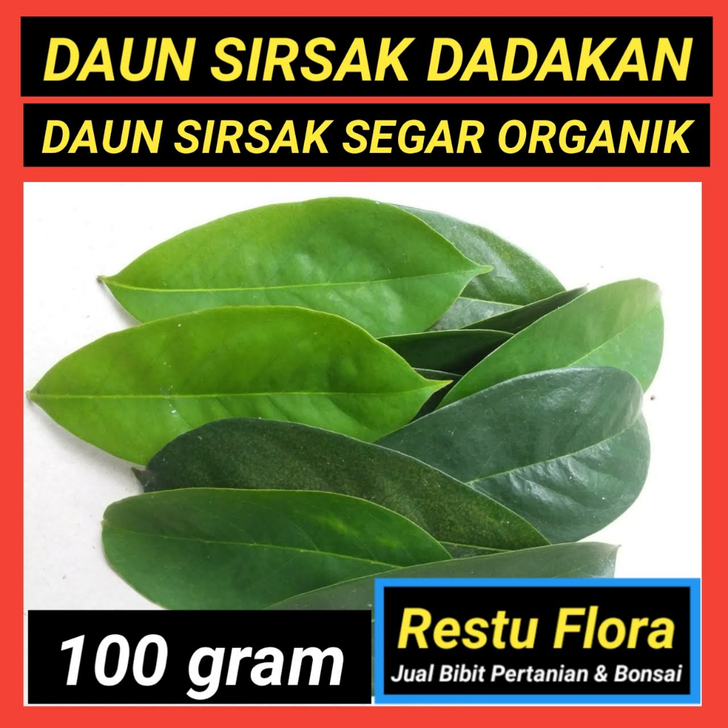 

Daun Sirsak Segar Dadakan 100gram