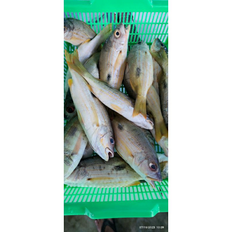 

IKAN RARAGAN (IKAN LAUT)