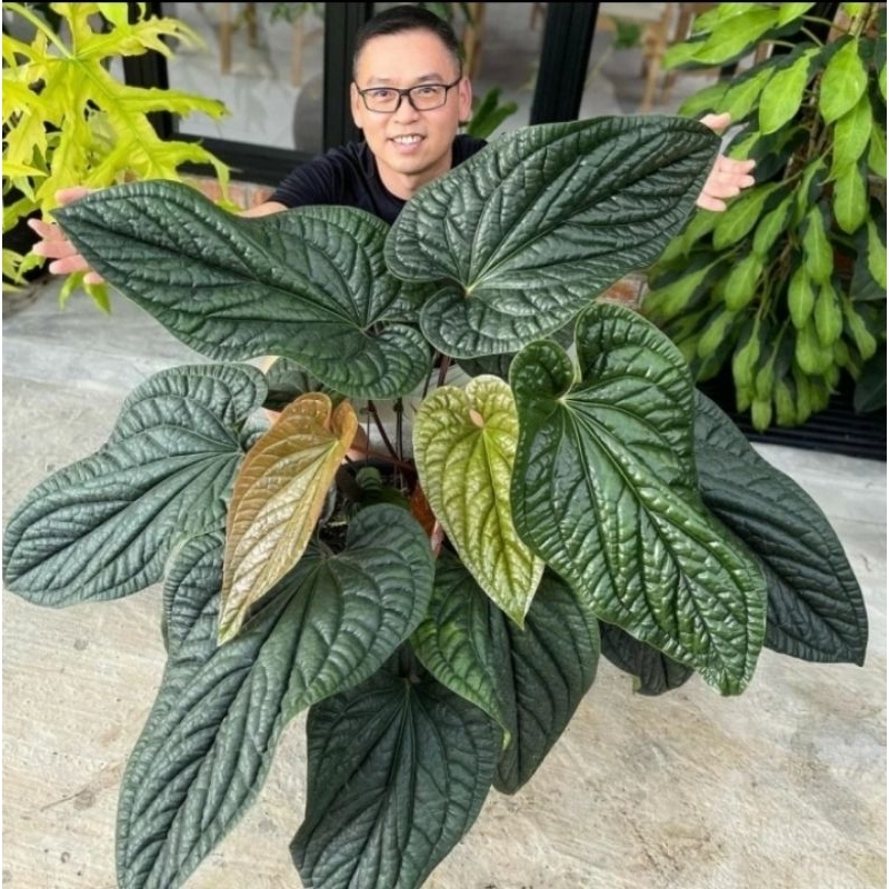 Tanaman Hias Anthurium radican - Tanaman Hias Anthurium Sirih