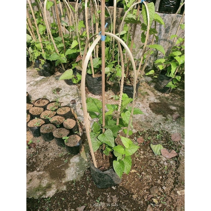Baru Bibit Tanaman Hias Bunga Air Mata Pengantin