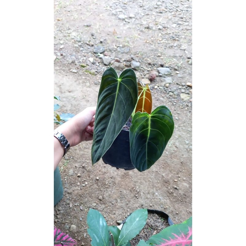 philodendron melanocrysum narrow / philo melano narrow ekonomis