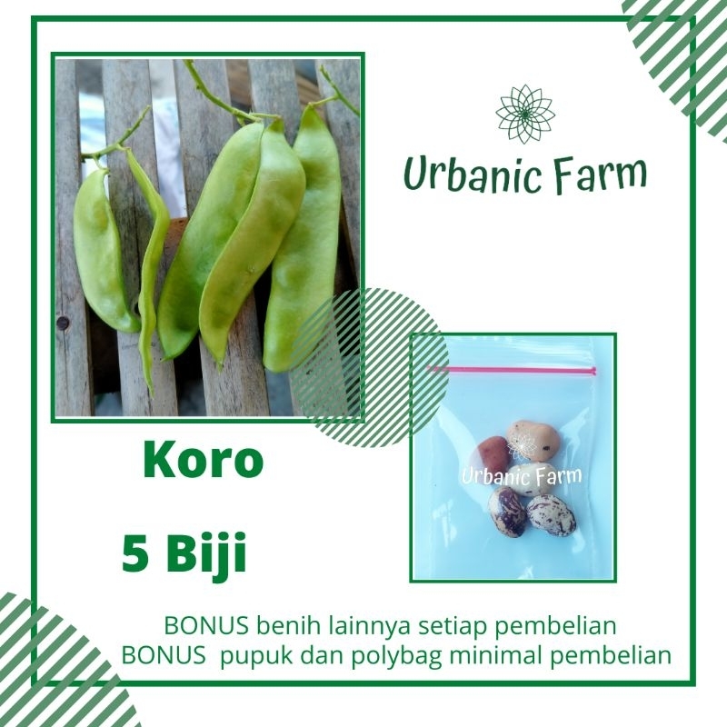 5 Biji Benih Kacang Koro Lokal