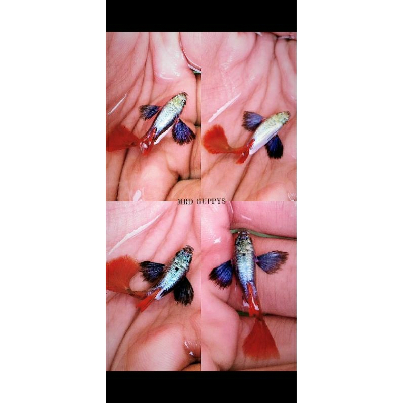Ikan Guppy Platinum Red Tail Dumbo Ear (PRTDE) Sepasang