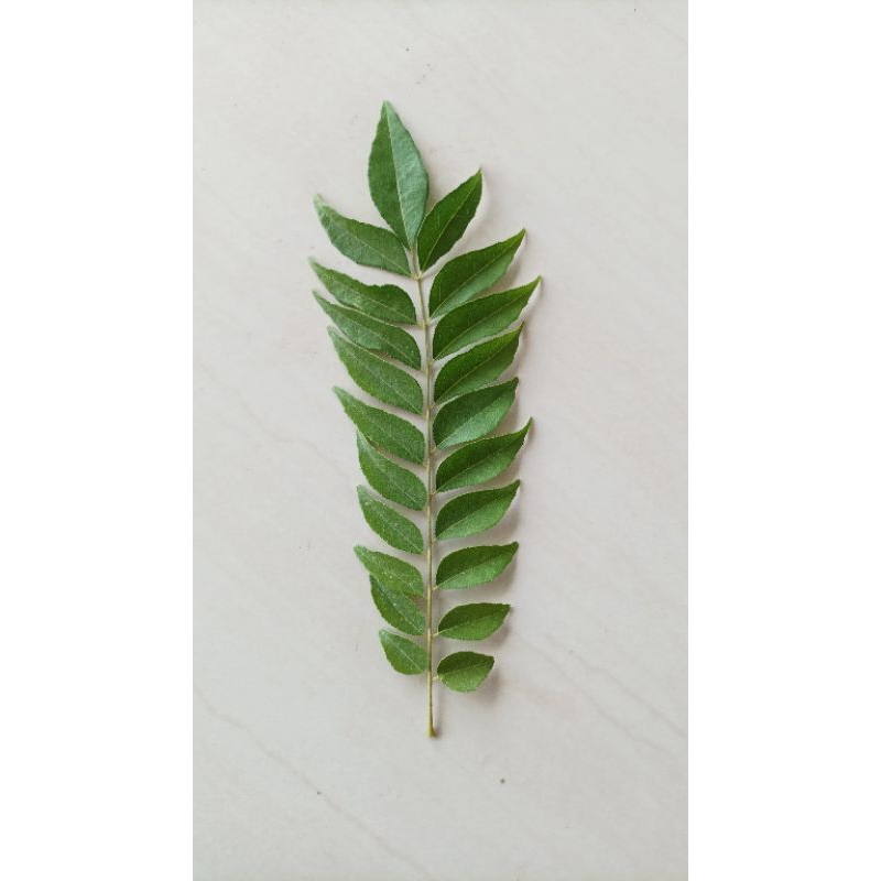 

daun kari segar