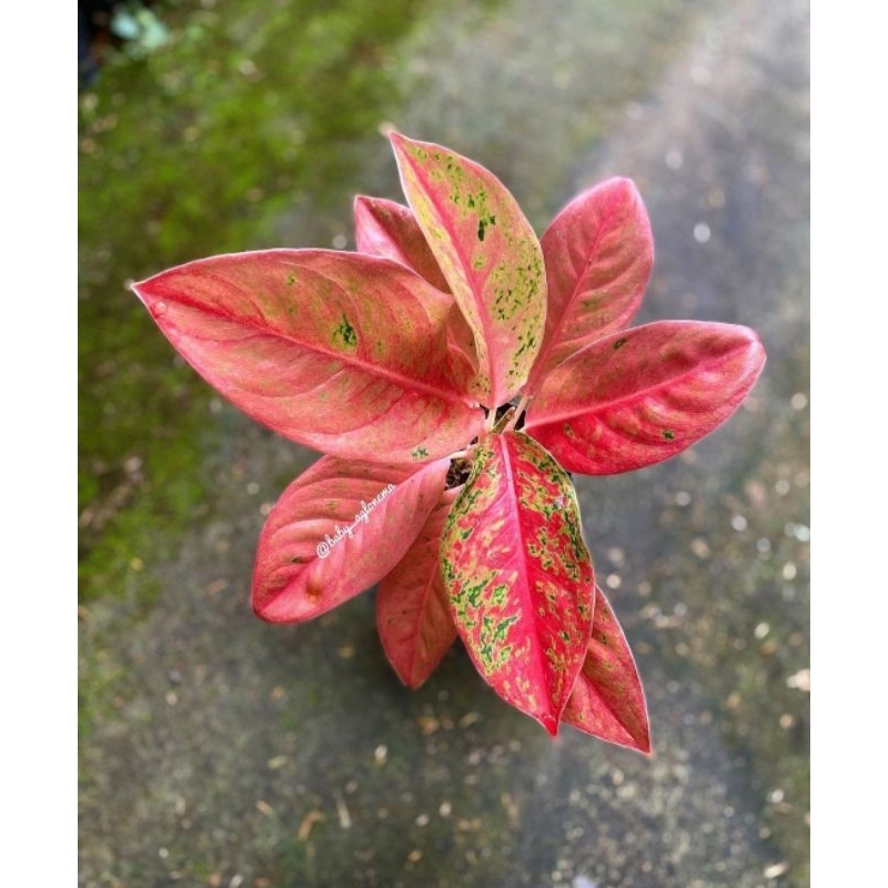 aglonema bigroy mutasi tanaman hias aglonema aglaonema bigroy mutasi merah murah aglonema merah aglo