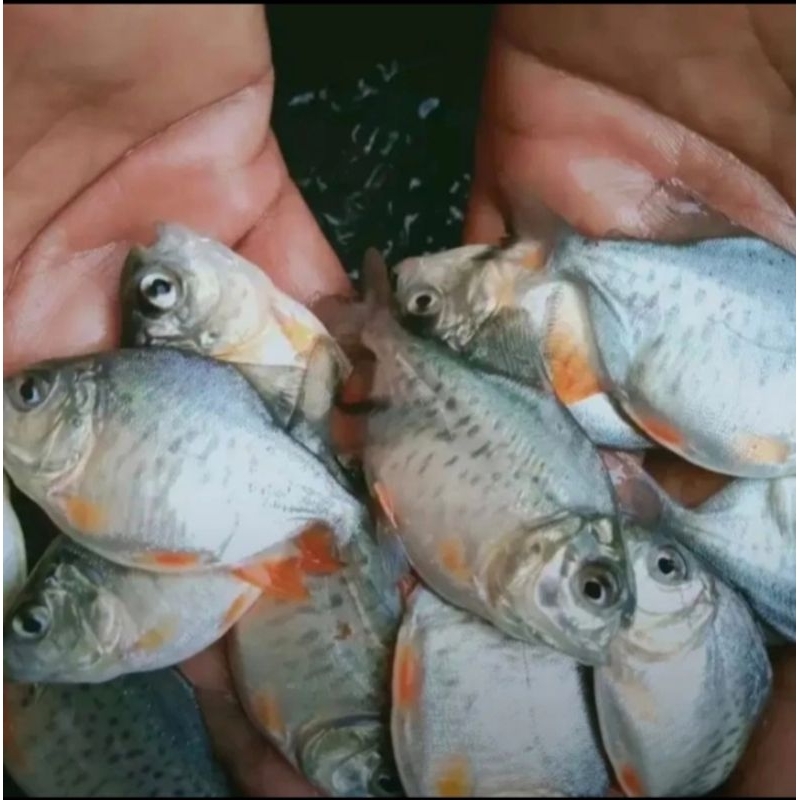 Bibit ikan bawal ukuran korek 2 jarian murah berkualitas