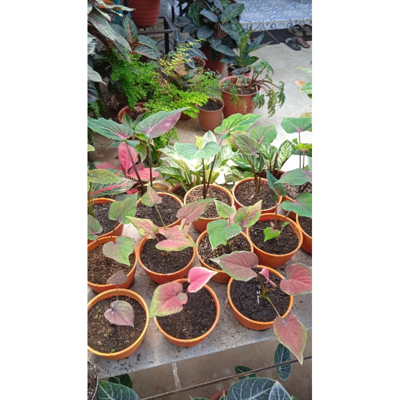 CALADIUM DWI WARNA