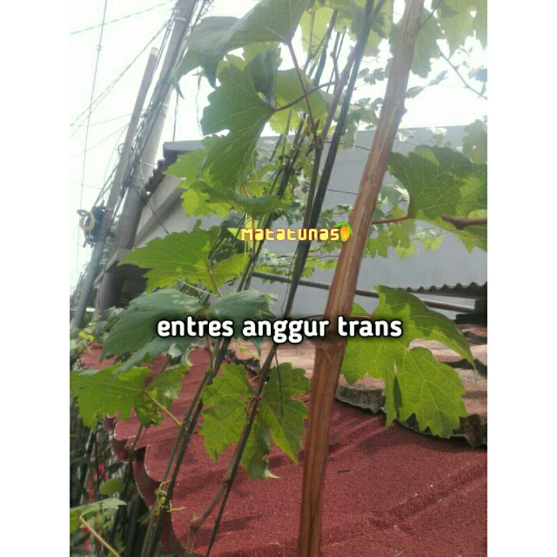 entres anggur trans 3 matun