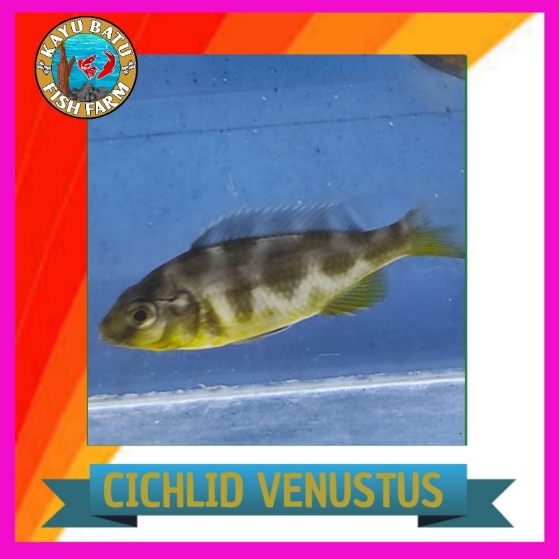 GAMBAR..IKAN..CICHLID..VENUSTUS..SKILID..TENTARA