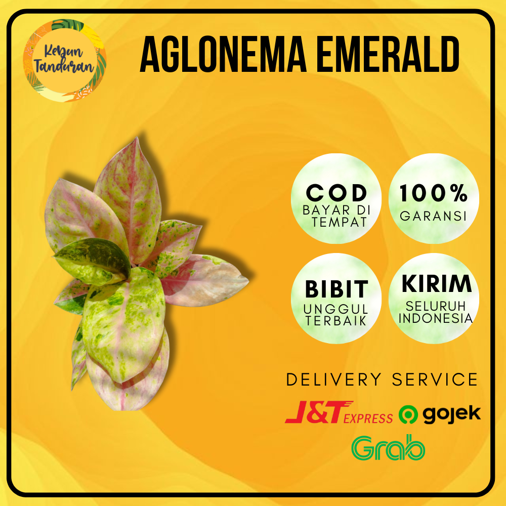 Tanaman Hias Aglonema Emerald | Tanaman Hidup Aglaonema Emerald | Aglo Emerel / Aglo Emeral
