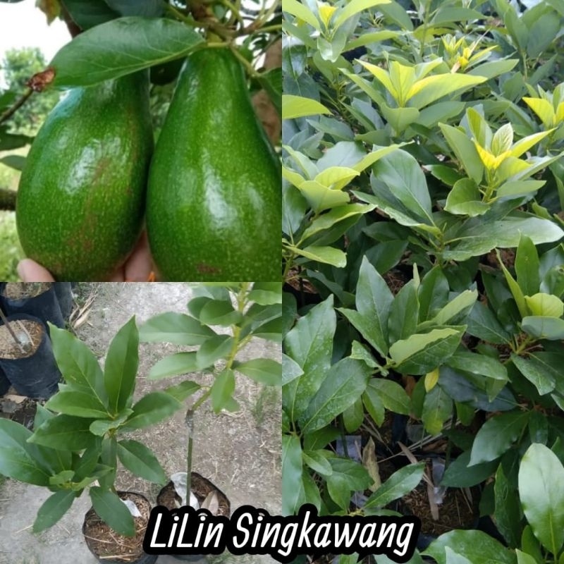 bibit alpukat Lilin Singkawang asli