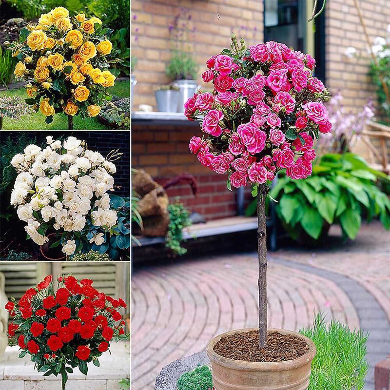 Tanaman Hidup Bunga Mawar Import TREE ROSE-TREE ROSE IMPORT-Pohon mawar