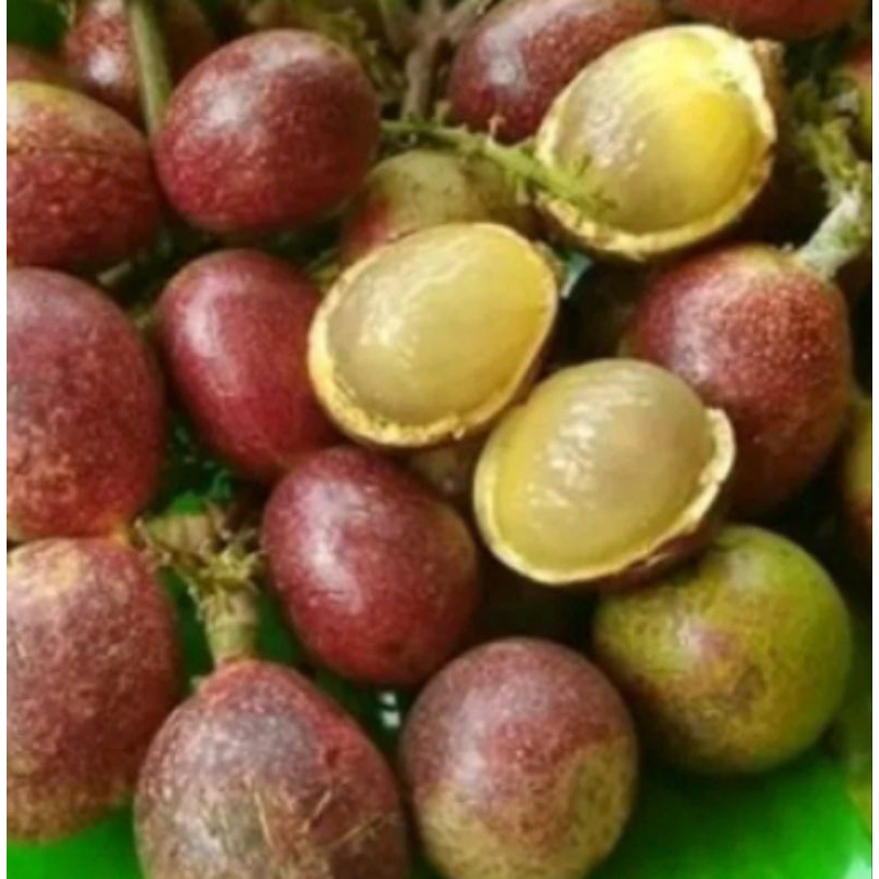 

BUAH MATOA PAPUA FRESH 500 GR ( JAMIN BAGUS ) PILIHAN SPESIAL