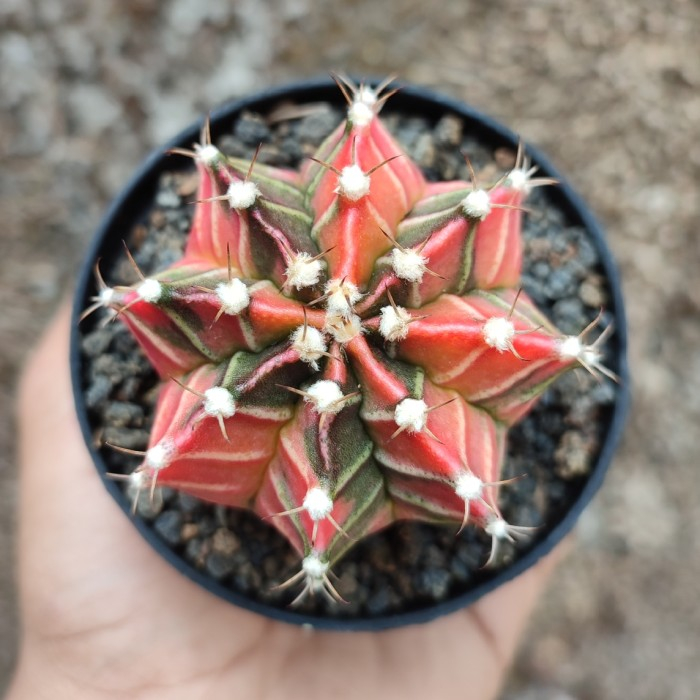 Gymnocalycium Mihanovichii Starfire | DP 8cm