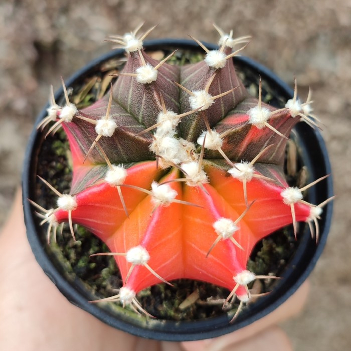 Gymnocalycium Friedrichii LB Hybrid Variegated | DP 8cm