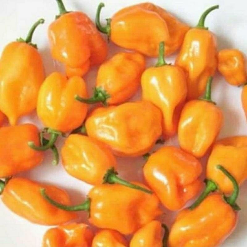 

Habanero Orange 500gr