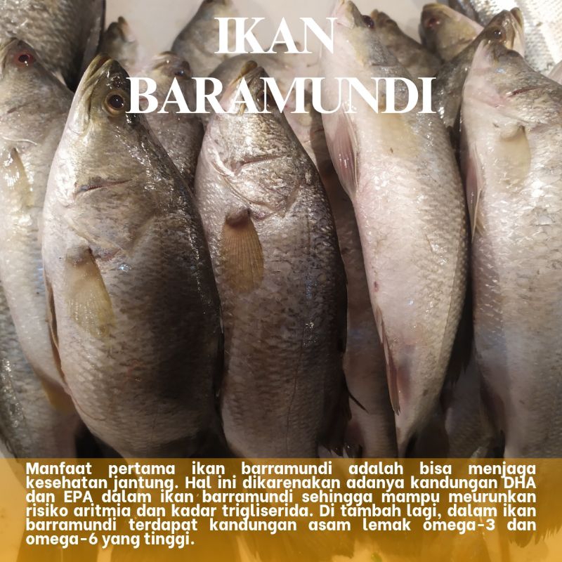 

Ikan Baramundi Fresh / Baramundi Segar 1.0kg