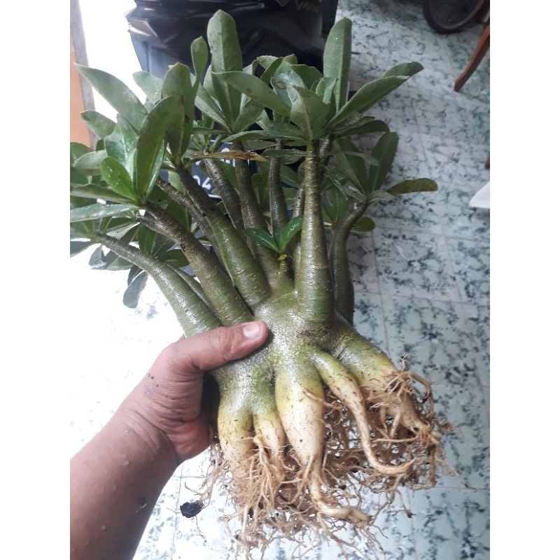 Adenium Arabicum Hibrid Prokar