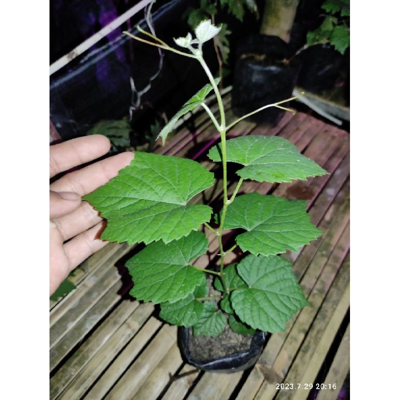 bibit Anggur Rootstok Import C1613