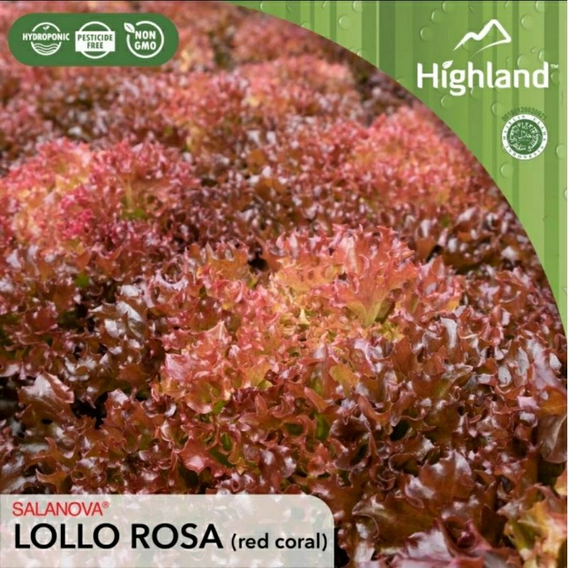 

Salanova Lollo Rosa Highland ( Red Coral / Selada Merah ) 500 gr