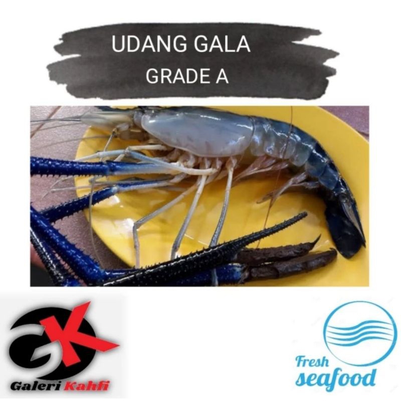 

UDANG GALAH FRESH BESAR Berkualitas GRADE A - 1Kg Isi 6-10 / ANEKA SEAFOOD SEGAR / UDANG GALAH BESAR SUPER / ANEKA IKAN LAUT SEGAR