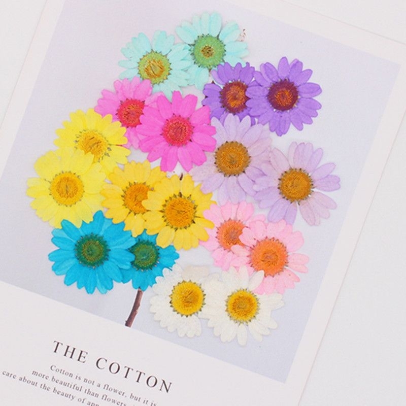 Bunga Daisy Kering untuk Resin Ecer